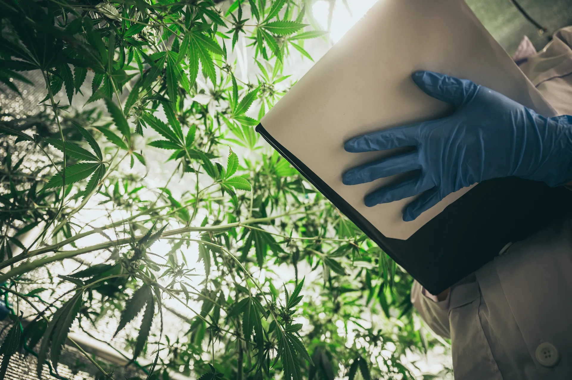 Invernadero de cannabis para producción médica